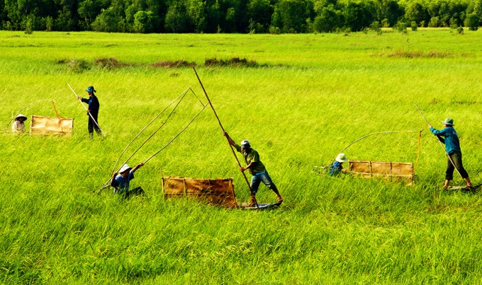 parc national Tram Chim riz sauvage
